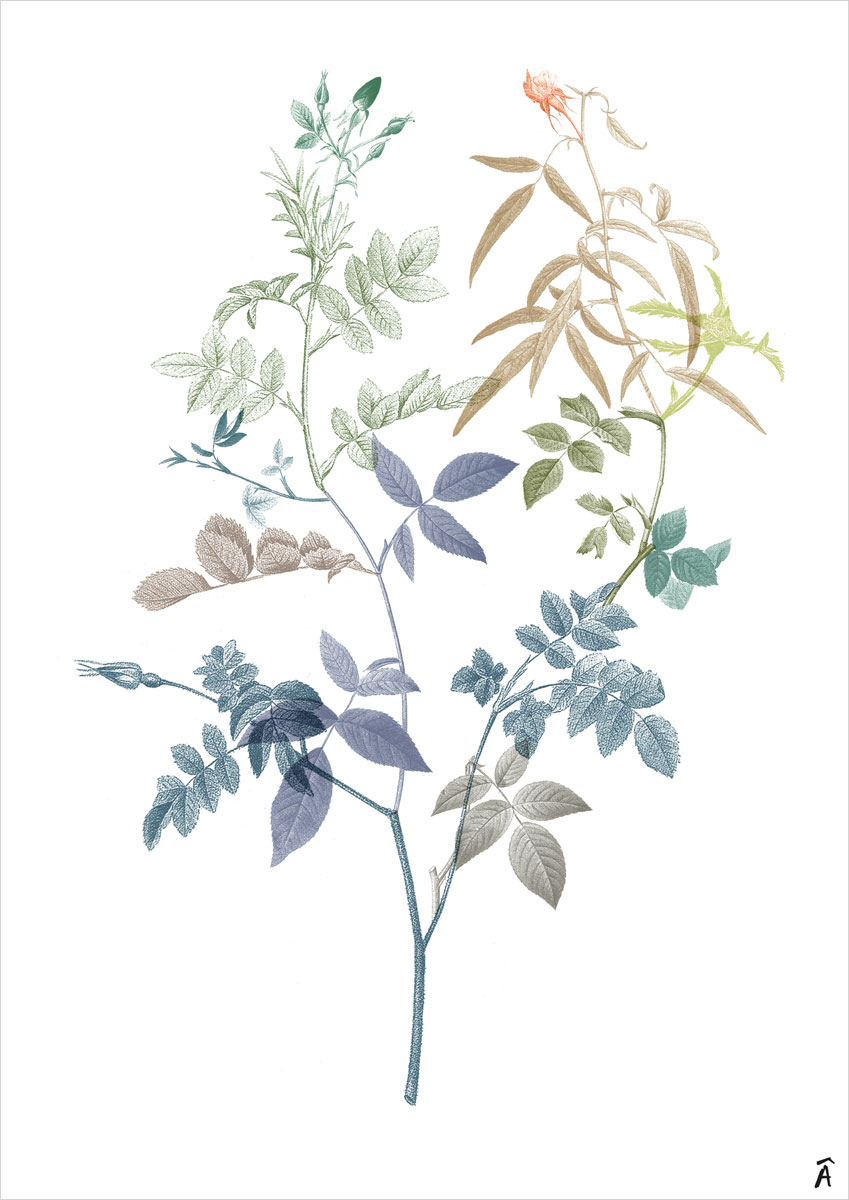 illustration botanic fashion magazine surface pattern design